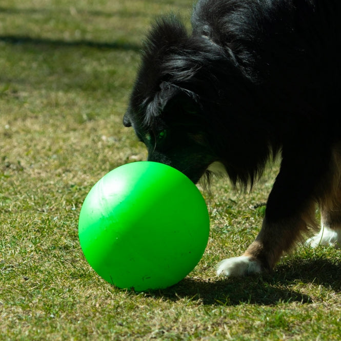 PROCYON Treibball Grösse S - extra stabil